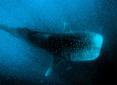 Abstract Whale Shark